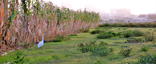 Los Angeles State Historic Park