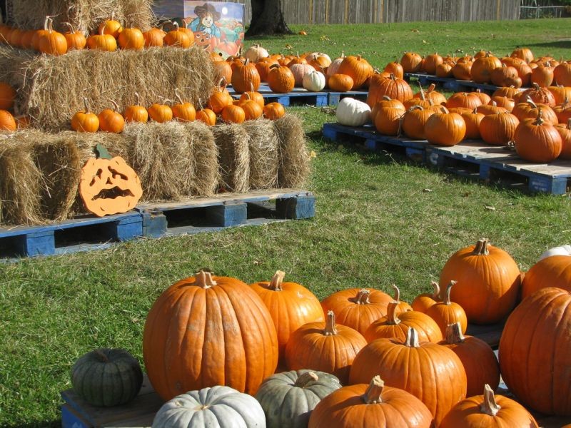 Flamingo Road Nursery Pumpkin Patch Flamingo Road Nursery Pumpkin Patch