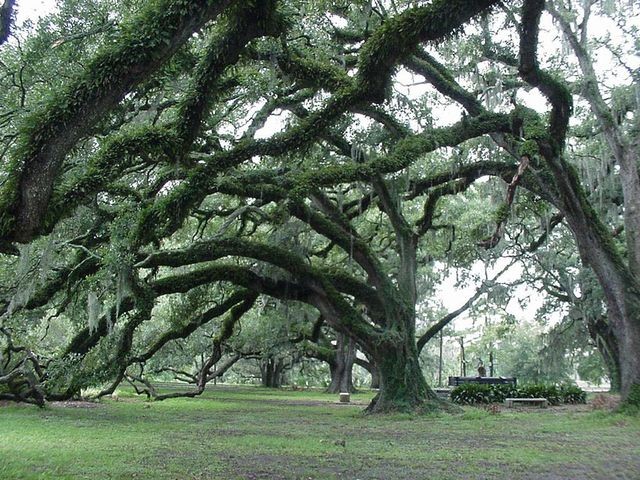 Take A Break From Jazz Fest At One Of New Orleans Three Best Take A Break From Jazz Fest At One Of New Orleans 039 Three Best
