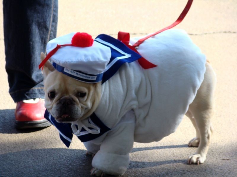 The best Halloween pet events in Denver