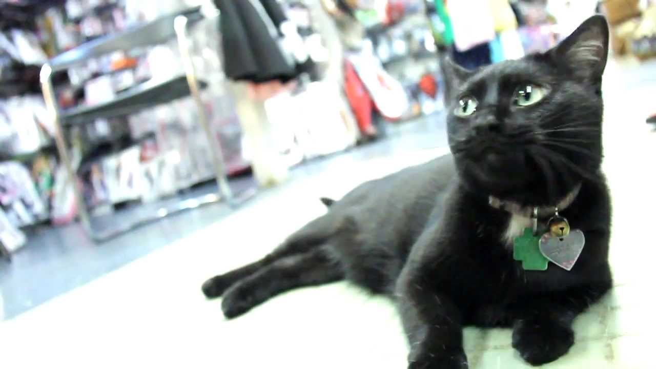 Best places to buy Halloween costumes in Chicago AXS