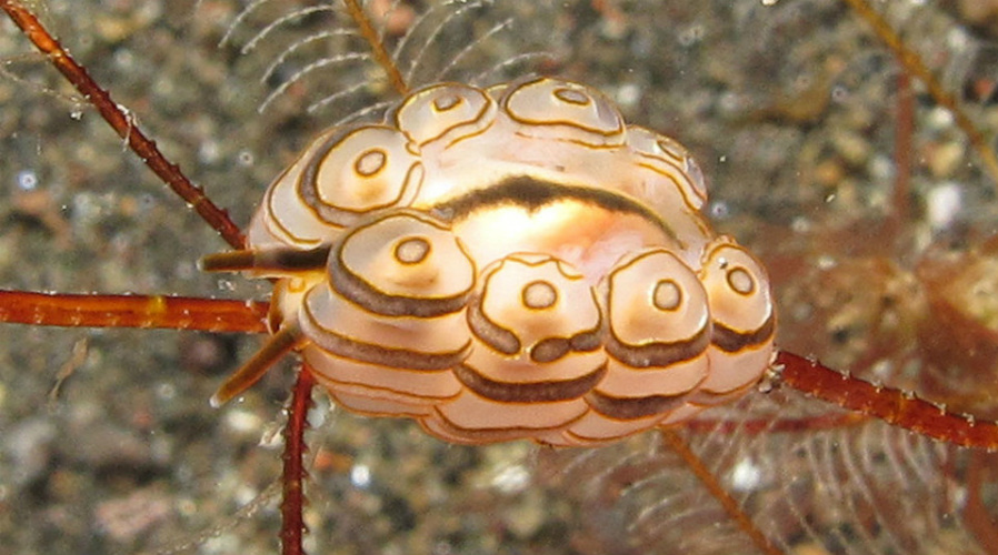 new year 2016 date and animal academy scientists find new species around the world axs new year 2016 date and animal academy scientists find new species around the world axs